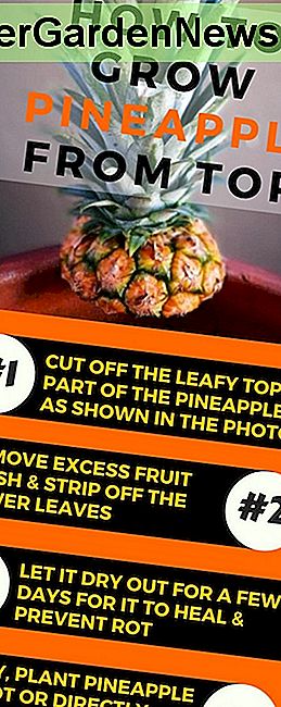 Sådan Plant & Grow Pineapple Top i 4 nemme trin (med fotos)