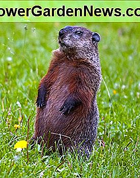 I am a groundhog, not a gopher!