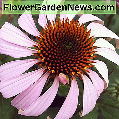 This coneflower reminded me of a pinwheel!