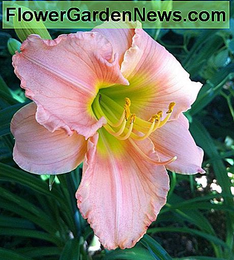 Pale pink daylily with a greenish yellow throat