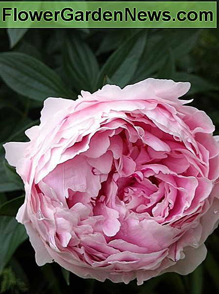 Pink Sarah Bernhardt peony flower.