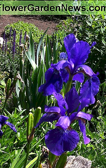 Blue irises.