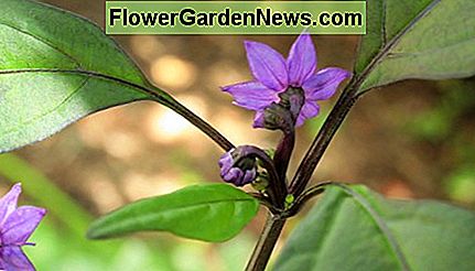 2016 is the Year of the Pepper. Pictured: The beautiful purple blossoms of the Black Pearl pepper plant.