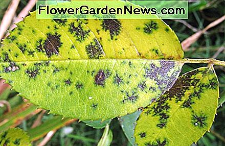 Diplocarpon rosae, blackspot disease on a rose leaf