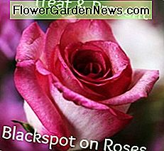 Treat and Prevent Blackspot on Roses