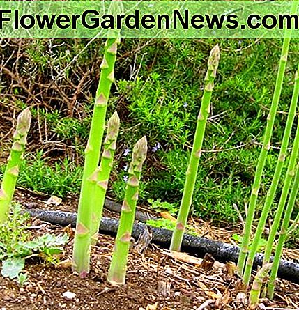 Wie man Spargel in deinem Garten anbaut 🌹 Nützliche Tipps Gärtner Und