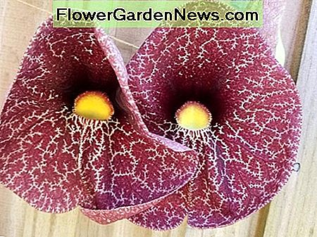 The pipevine is a butterfly host plant and produces extraterrestrial-like blooms.