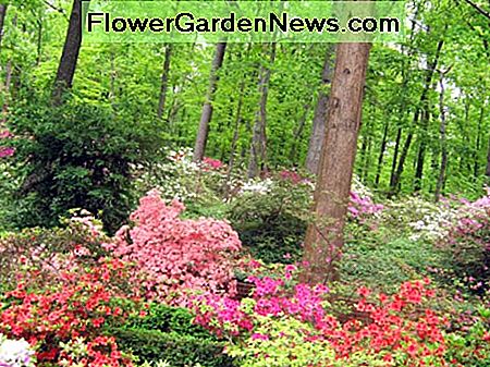 Cienie-Miłujące Rośliny Kwitnące dla Ogrodu Leśnego