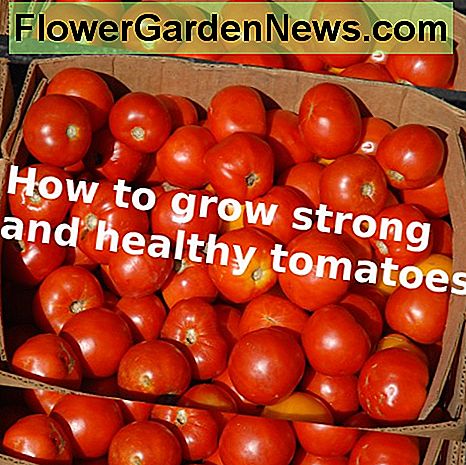 Kaip auginti sveikus pomidorų augalus