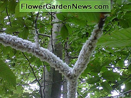 Woolly bladlus: Vad är det fluffiga vita saker på mitt träd?