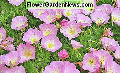 Trockenheitstolerante Bodendecker mit auffälligen Blumen