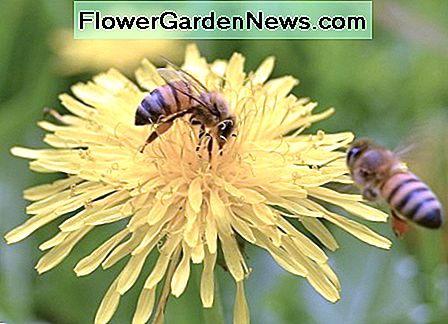 Habe ein Herz und tu deinen Teil Hilf Rette die Bienen 🌹 Nützliche