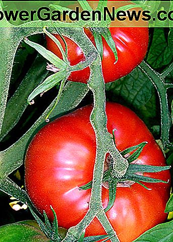 Hur man odlar stora tomatplanter
