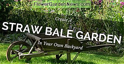Erstellen Sie einen Strohballengarten in Ihrem Garten