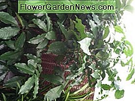 Cuidado de una planta de caoba Natal, Trichilia Emetica