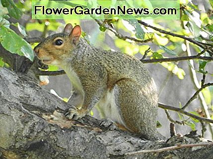 The gray squirrel is just one of the unwanted visitors who will come to your bird feeder.