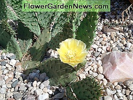 Cultivarea Cactusului de Perechioasă