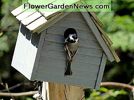 Vogels krijgen om te nestelen in je vogelhuis