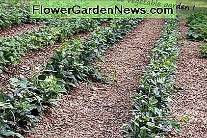 Wskazówki jak uprawiać ogród warzywny