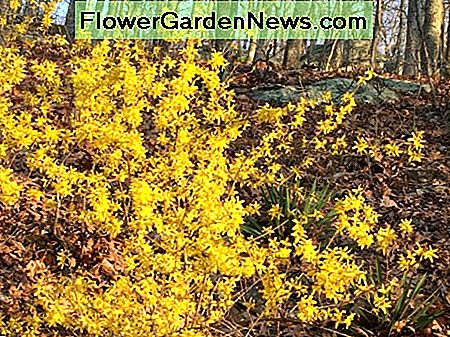 Första Blooms of Spring: Hur och när för att prune Forsythia Bushes
