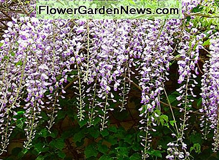 Wisteria is a beautiful, fast growing vine that covers pergolas or arbors. 