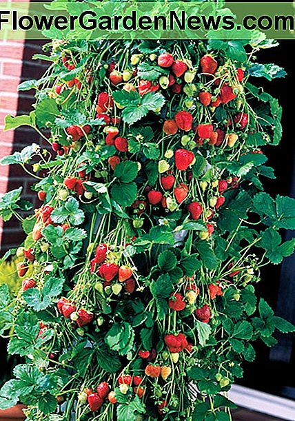 Wie man Erdbeeren unter Verwendung der Plastikflaschen anbaut