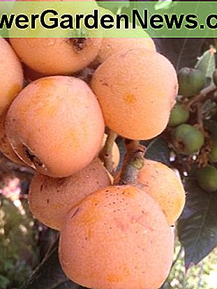Beautiful ripe loquat fruits