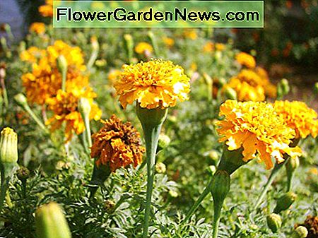 Fordelene med Marigolds Tagetes i haven