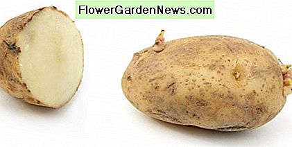 Aardappelen laten groeien: eenvoudige aardappelgroeimethodes voor alle situaties