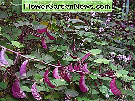 The purple bean pods add to the beauty of this multipurpose plant.