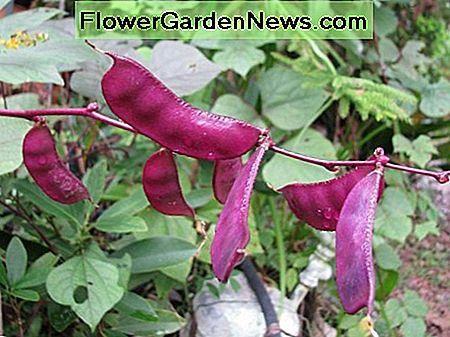 Lablab - augantis Hyacinth Bean
