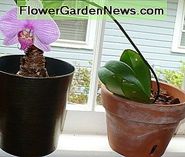 Pflege für Phalaenopsis Orchideen, für den absoluten Anfänger oder die hoffnungslos verwirrt