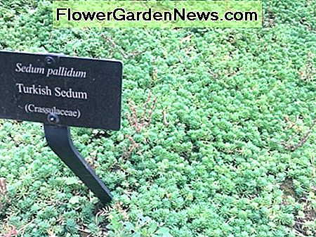 Sedum Plant: Typer, pleje og formering