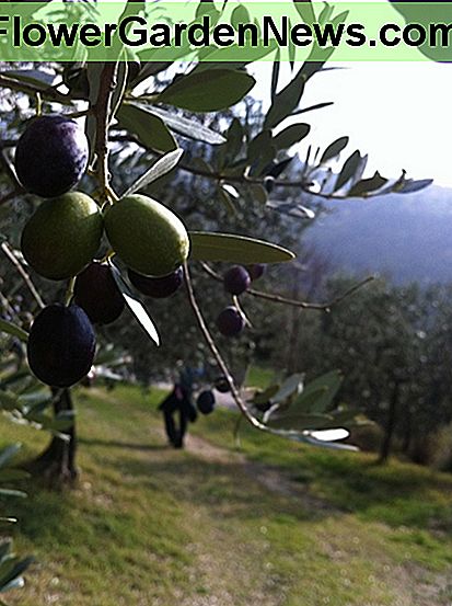 Hur man sköter olivträd genom årstiderna