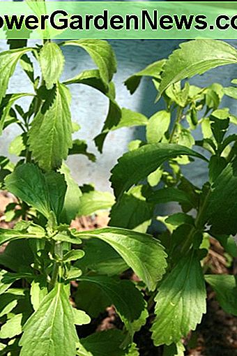 Comment je cultive et récolte Stevia