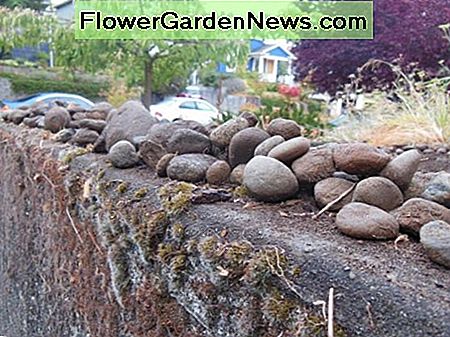 In addition to removing all the weeds, and roots of weeds, you also need to remove and sift out the rocks from your saffron bed.