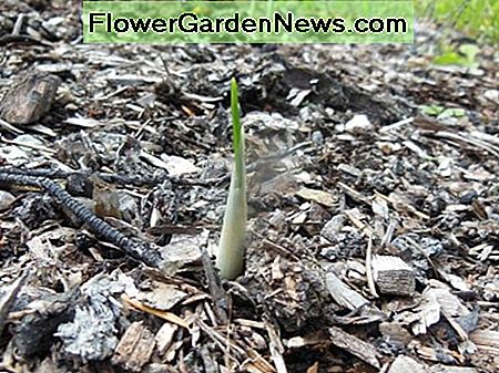 In the fall, you will start to see the saffron shoots coming up. They are just little white spikes at first, then green leaves appear.