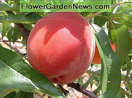 Peach Leaf Curl und der Schaden, den es für Ihre Pfirsichbäume tun kann!