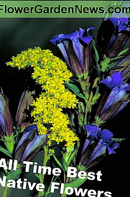Plantning Disse 11 bedste indfødte Midwest Flowers vil genoplive miljøet