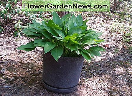 Bilder av en Hosta Plantets vekststadier: Fra Spirer til Blooms