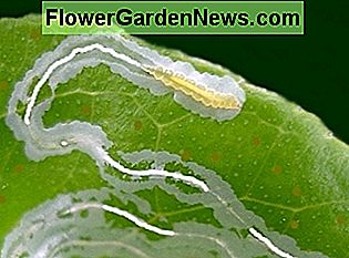 13 häufige Schädlinge von Blattgemüse: Fotos, Vorbeugung und Kontrolle