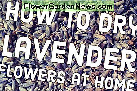 Džiovinimas levandos: kaip išdžiovinti levandą gėlės namuose