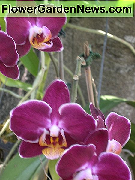 Jak przygotować orchideę Phalaenopsis do drzewa