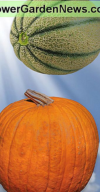 Skonstruuj sztywne kołyski, aby wspierać Trellised Melons & Pumpkins