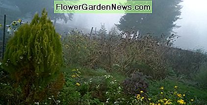 Floare liberă de toamnă poate crește dvs. de origine Proiect de amenajare a teritoriului