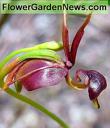 Caleana major - the flying duck orchid.