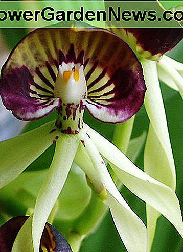 Some people think this orchid looks like an octopus.