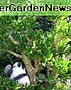 Šaukštas Jade, Šreko augalas arba ET pirštai: Crassula Portulacea priežiūra ir auginimas