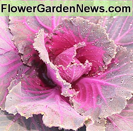 Ornamental cabbage, kale, cauliflower & other members of the Brassica oleracea family produce beautiful, tough leaves with wonderful texture & bold colors perfectly suited to the winter garden. 