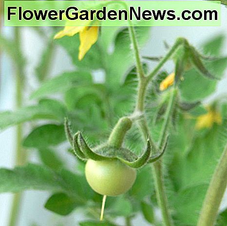Rosnące rośliny pomidorów: Przewodnik dla początkujących